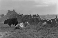Sheltering Cattle, Caithness