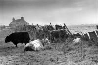Cattle sheltering during squall against Caithness flagstone wall. Black and white