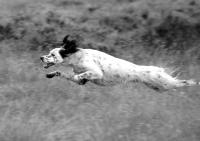 Setter dog leaping through the air. Black and white