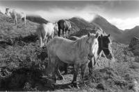 Five stalking ponies, Cairnmore Hill, Caithness. Black and white