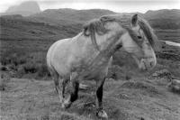 Stalking pony, Suilven, Assynt, Scottish Highlands, black and white