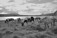 Assynt. Ponies Grazing by lochan. Suilven background. Black and white