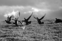 Grouse rising from the heather. Black and white