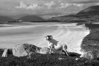 Luskentyre Beach, Harris, deserted with posing tup. Black and white