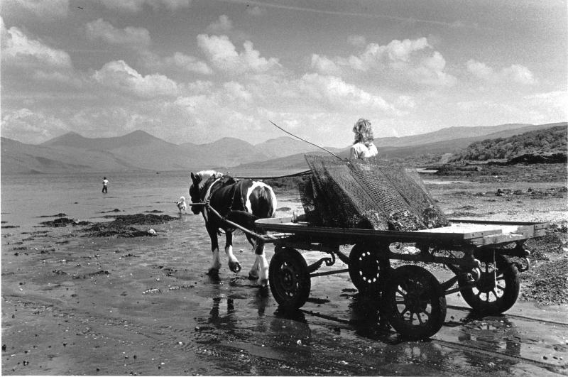Mull. Horse pulling oyster cart into the sea. Black and white