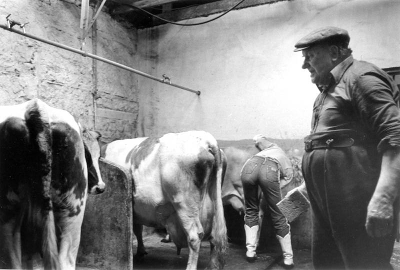 Hand milking cattle, Kinlochbervie Dairy