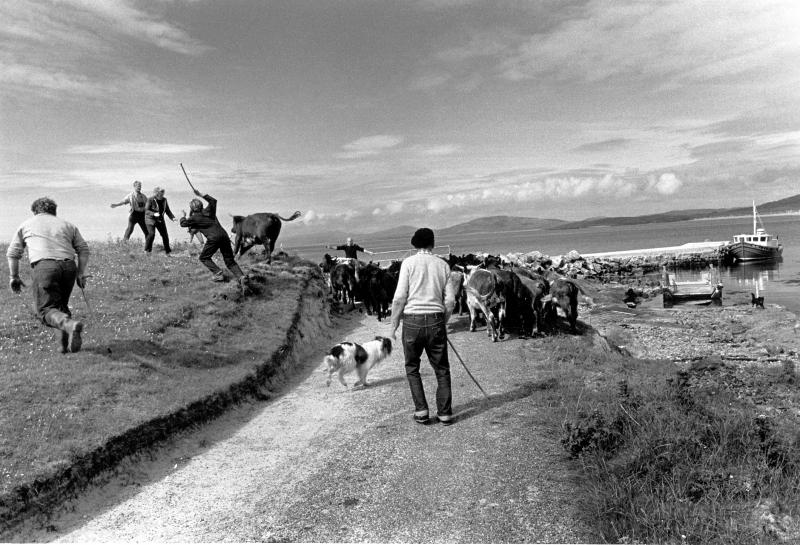 Barra beach, cattle herding, vintage, black and white