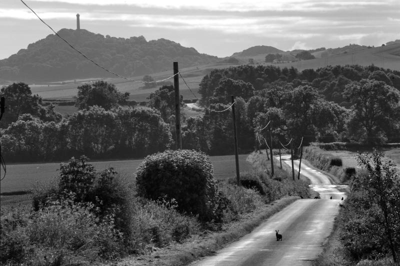 East Lothian landscape. Hare. Hopetoun monument near Haddington. Black and white