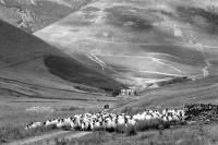 Sheep Gathering, Dalveen Pass, Lowther Hills, Dumfriesshire