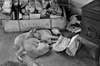 Lurchers sleeping off lunch in fishing hut