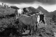 Cairnmore Stalking Ponies